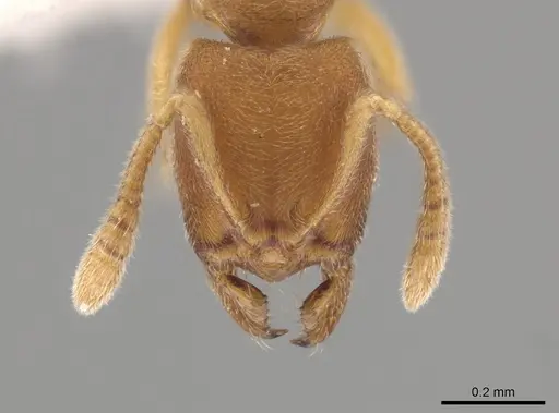 Typhlomyrmex pusillus - CASENT0619736