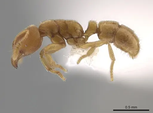 Typhlomyrmex pusillus - CASENT0619736