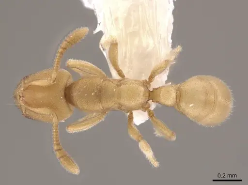 Typhlomyrmex pusillus - CASENT0631762