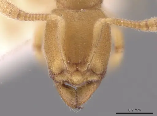 Typhlomyrmex pusillus - CASENT0631762