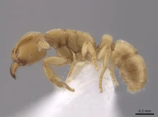 Typhlomyrmex pusillus - CASENT0631762