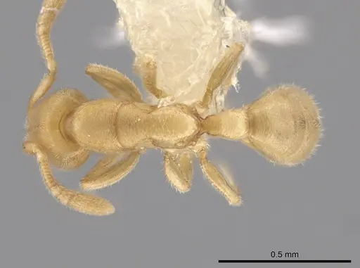 Typhlomyrmex pusillus - CASENT0644597