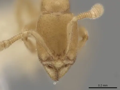 Typhlomyrmex pusillus - CASENT0644597