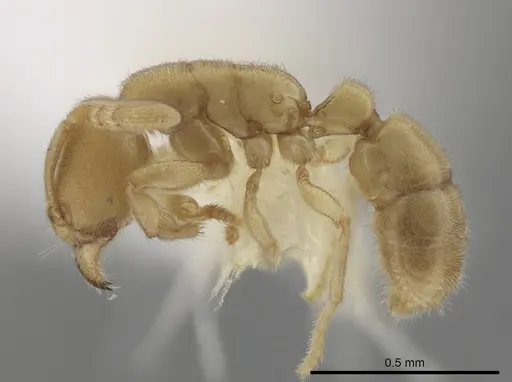 Typhlomyrmex pusillus - CASENT0644597
