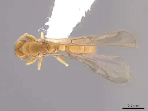 Typhlomyrmex pusillus - CASENT0650471