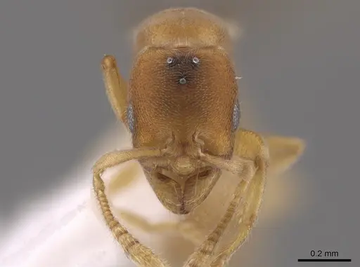 Typhlomyrmex pusillus - CASENT0650471