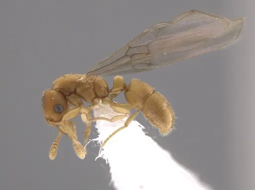 Typhlomyrmex pusillus - CASENT0650471