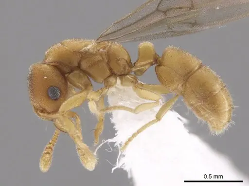 Typhlomyrmex pusillus - CASENT0650471