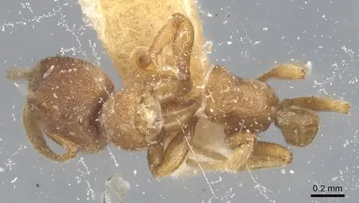 Typhlomyrmex pusillus - CASENT0903807