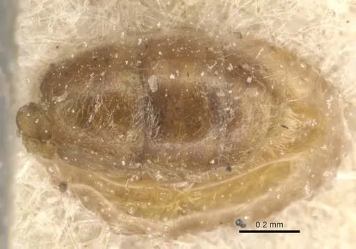 Typhlomyrmex pusillus - CASENT0903807