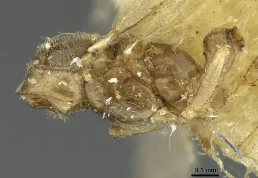 Typhlomyrmex pusillus - CASENT0913587