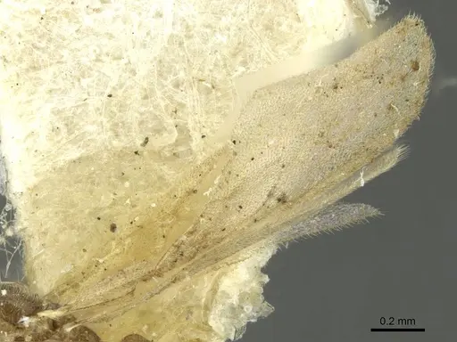 Typhlomyrmex pusillus - CASENT0913587