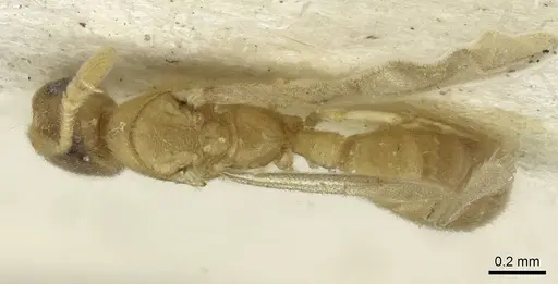 Typhlomyrmex pusillus - CASENT0913588