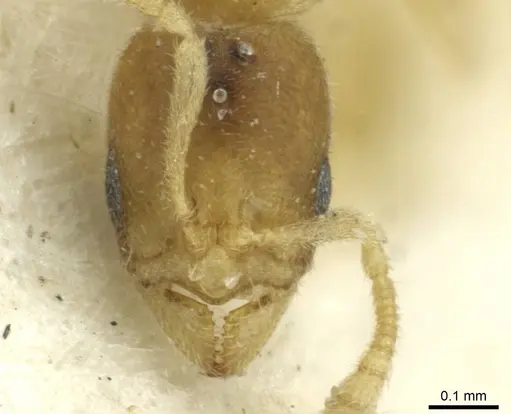 Typhlomyrmex pusillus - CASENT0913588