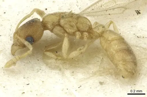 Typhlomyrmex pusillus - CASENT0913588