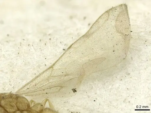 Typhlomyrmex pusillus - CASENT0913588