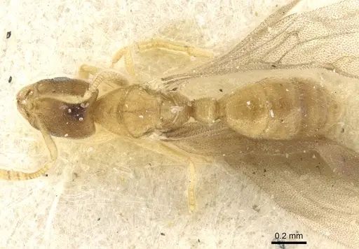 Typhlomyrmex pusillus - CASENT0915318