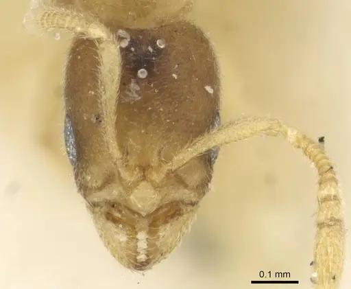 Typhlomyrmex pusillus - CASENT0915318