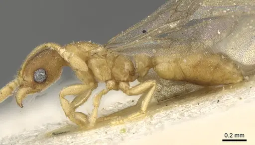 Typhlomyrmex pusillus - CASENT0915318