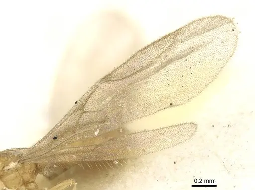 Typhlomyrmex pusillus - CASENT0915318