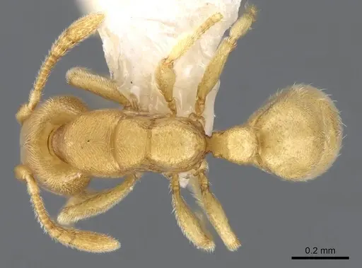 Typhlomyrmex pusillus - CASENT0922015