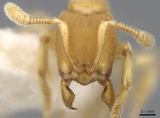 Typhlomyrmex pusillus - CASENT0922015