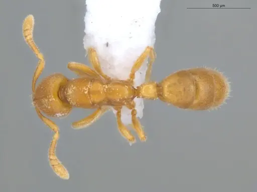 Typhlomyrmex pusillus - ECOFOG-KOT23-0071-08