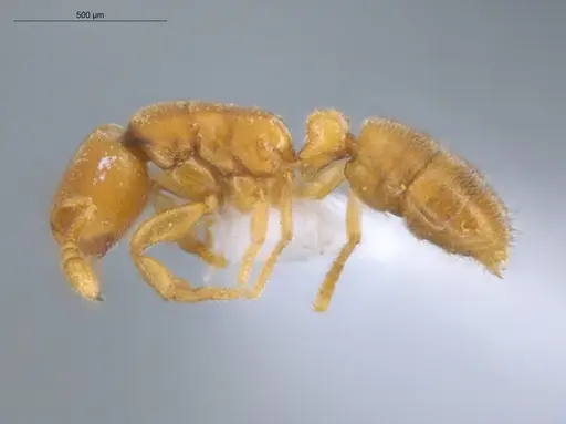 Typhlomyrmex pusillus - ECOFOG-KOT23-0071-08