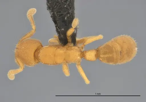 Typhlomyrmex pusillus - UFV-LABECOL-007681