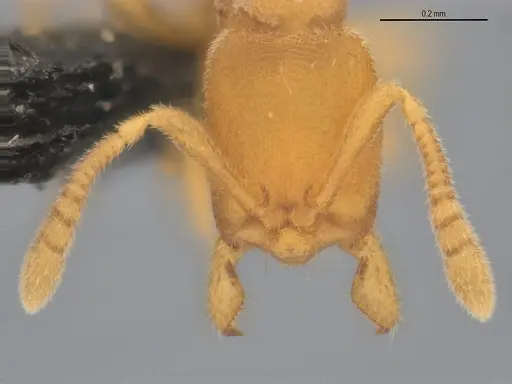 Typhlomyrmex pusillus - UFV-LABECOL-007681
