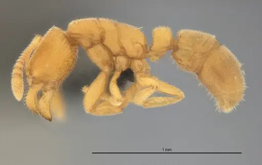 Typhlomyrmex pusillus - UFV-LABECOL-007681