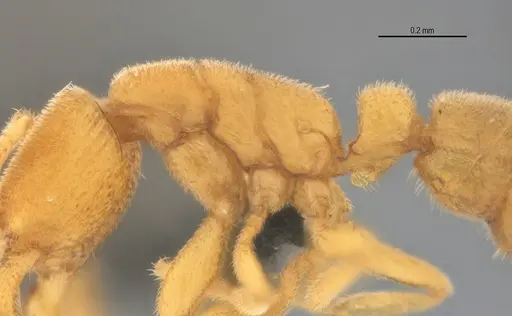 Typhlomyrmex pusillus - UFV-LABECOL-007681