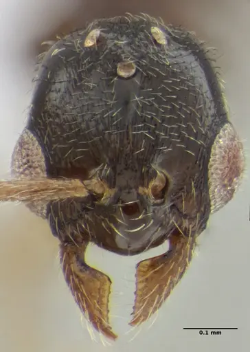 Typhlomyrmex pusillus - UFV-LABECOL-009130