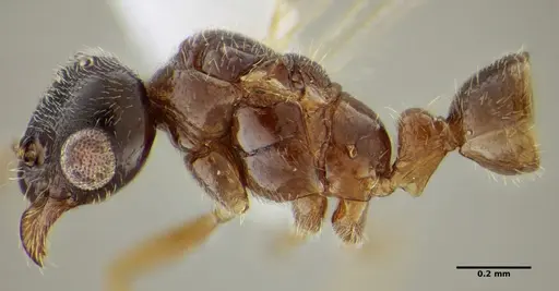 Typhlomyrmex pusillus - UFV-LABECOL-009130