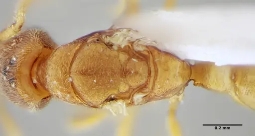 Typhlomyrmex pusillus - UFV-LABECOL-009131