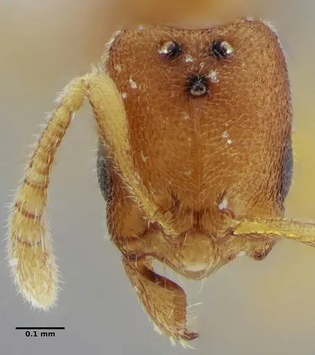 Typhlomyrmex pusillus - UFV-LABECOL-009131