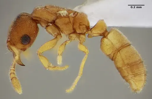 Typhlomyrmex pusillus - UFV-LABECOL-009131