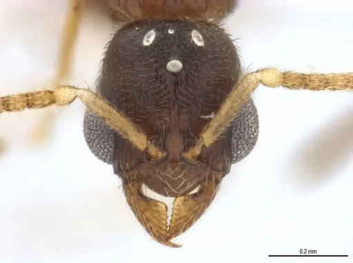 Typhlomyrmex pusillus - UFV-LABECOL-009135