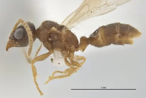 Typhlomyrmex pusillus - UFV-LABECOL-009135