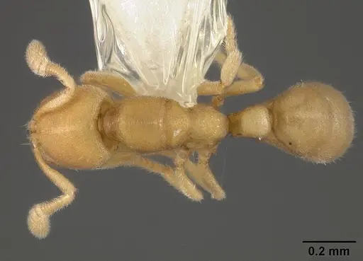 Typhlomyrmex pusillus - USNMENT00441015