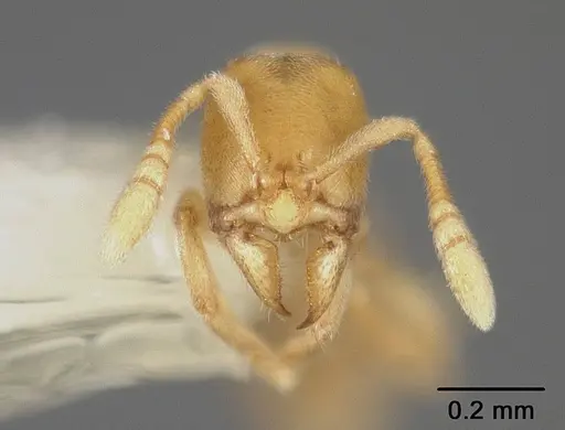 Typhlomyrmex pusillus - USNMENT00441015