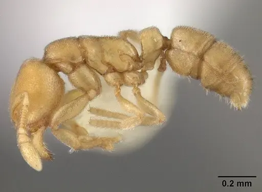 Typhlomyrmex pusillus - USNMENT00441015