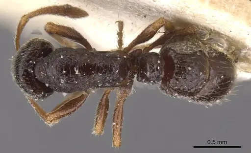 Typhlomyrmex reichenspergeri specimen