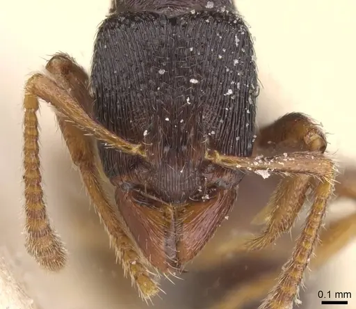 Typhlomyrmex reichenspergeri specimen