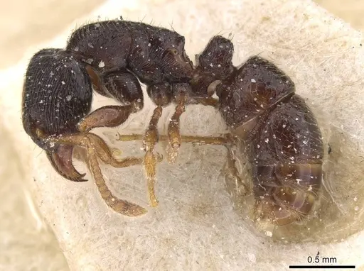 Typhlomyrmex reichenspergeri specimen