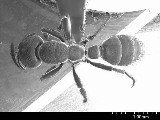 Typhlomyrmex rogenhoferi specimen