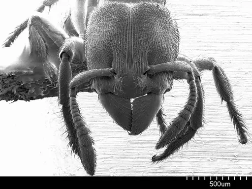 Typhlomyrmex rogenhoferi specimen