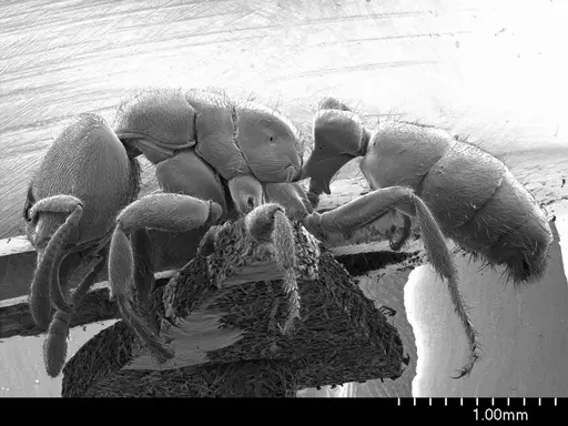 Typhlomyrmex rogenhoferi specimen