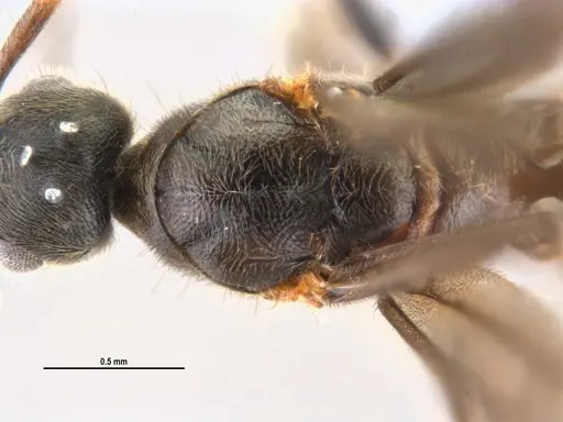 Typhlomyrmex rogenhoferi - ANTWEB1047302