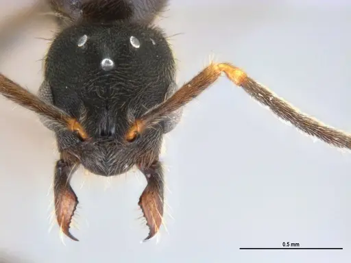 Typhlomyrmex rogenhoferi - ANTWEB1047302